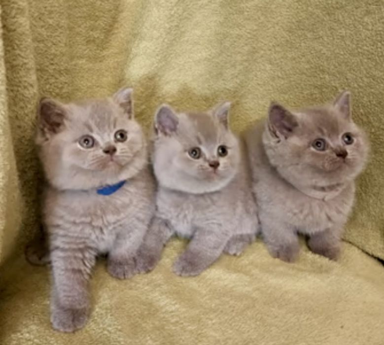 Британска късокосместа