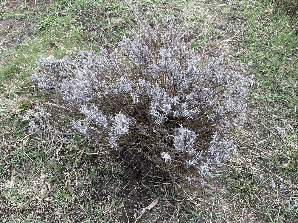 Tufe plante mari de lavanda Sevtopolis