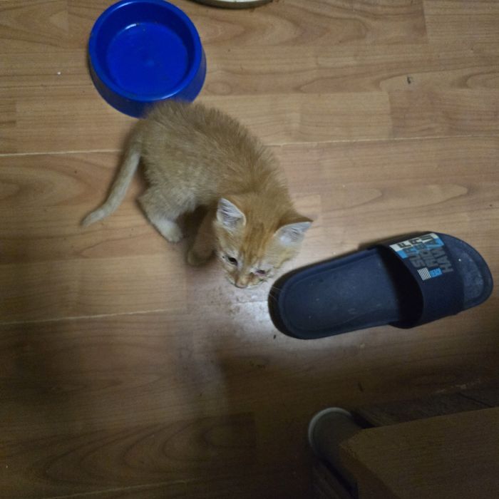 Подарявам коте мъжко на 2 месеца