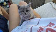 British shorthair blue