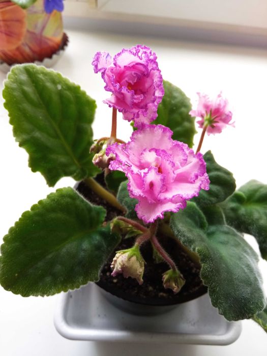 продам домашний цветок Фиалка в горшке