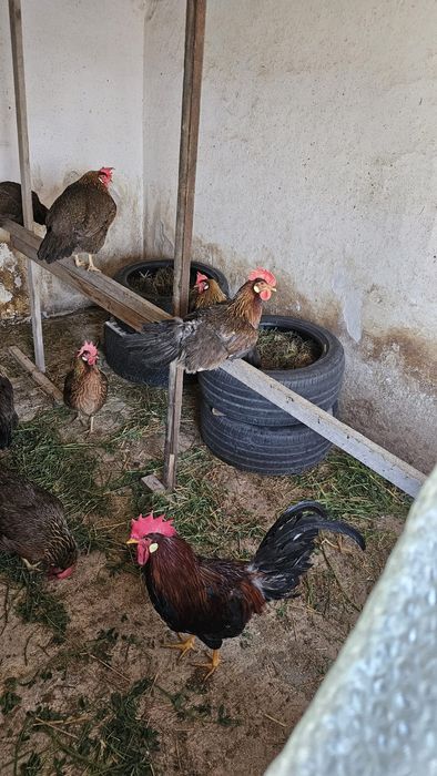 Gaini italiene perlat și potarnichiu