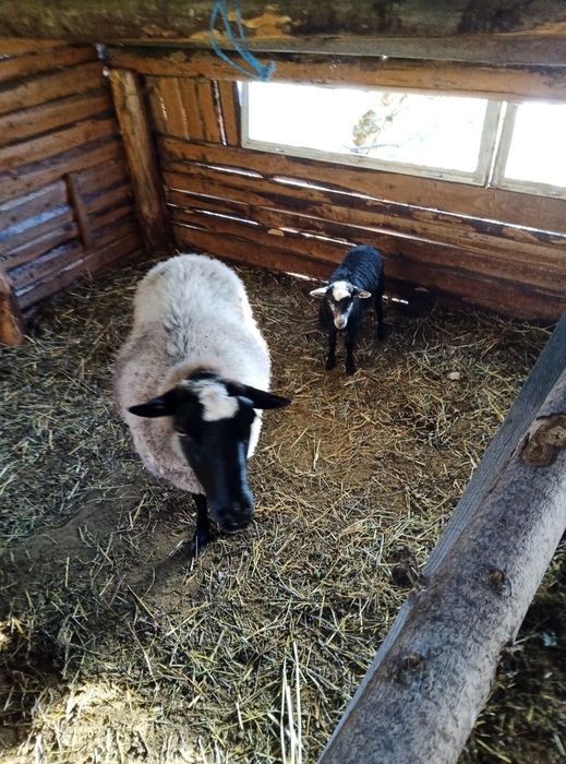 Oi Romanov de vănzare