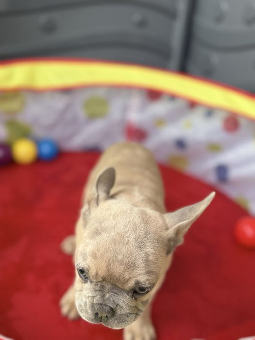 Bulldog Francez Lilac Fawn 3 luni