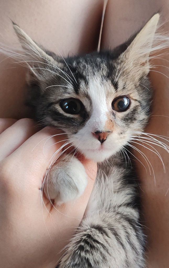 Търся дом на едно спасено и специално коте!