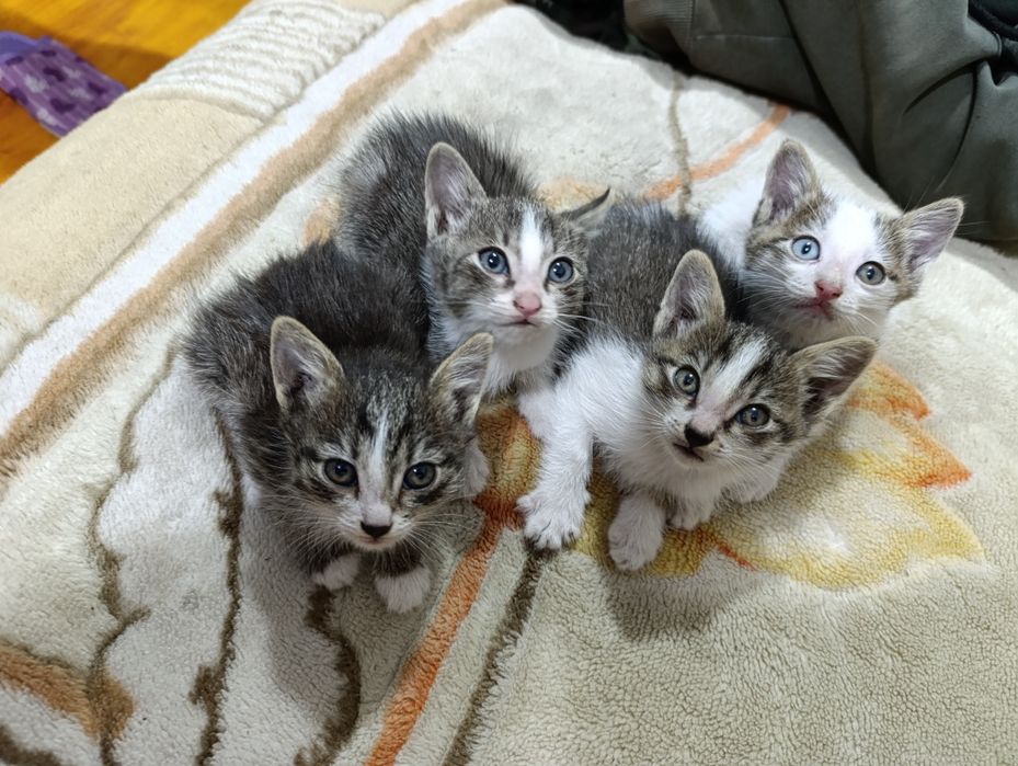 Отдам котят  в хорошие руки