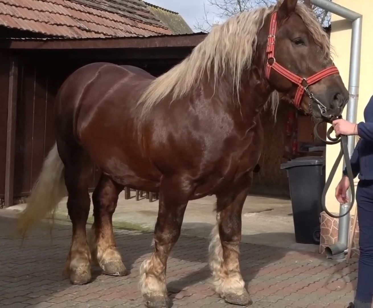 Vând manz armăsar de 1 an