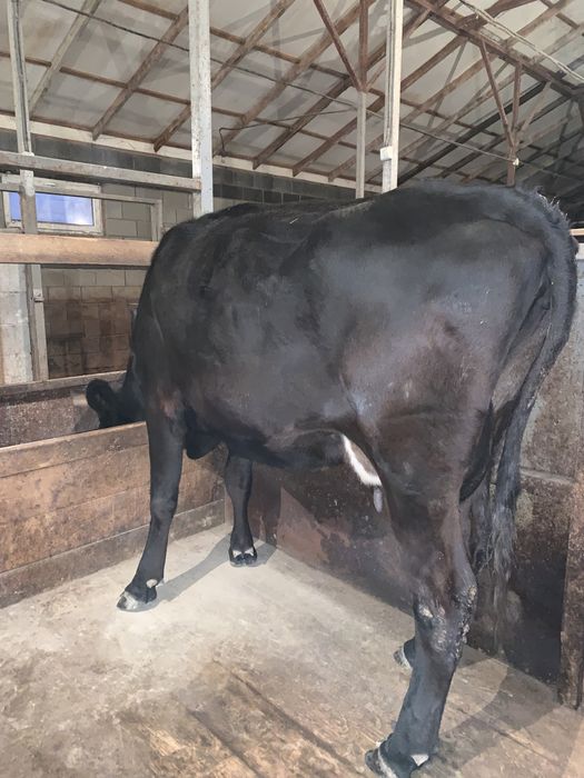 Продается коровы