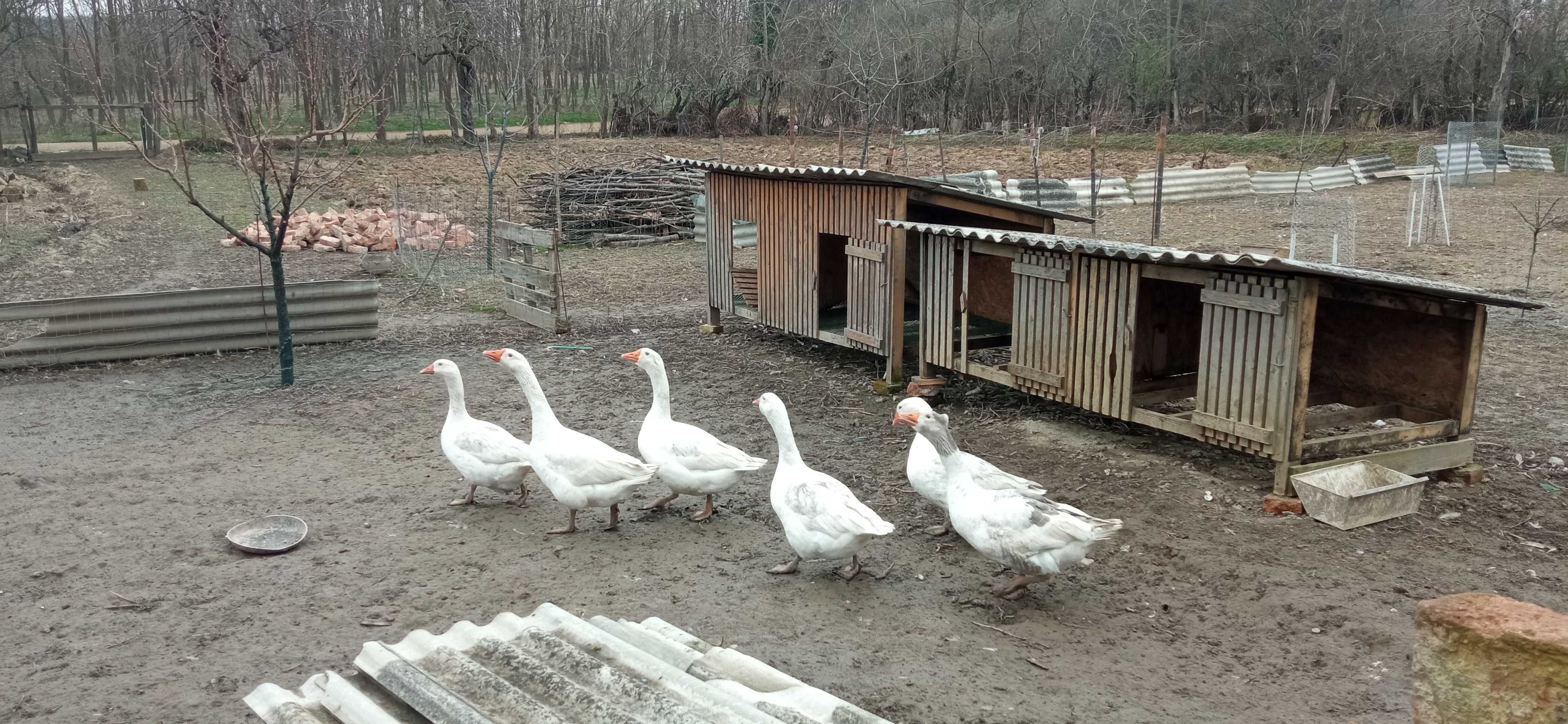 De vânzare gâște de carne.