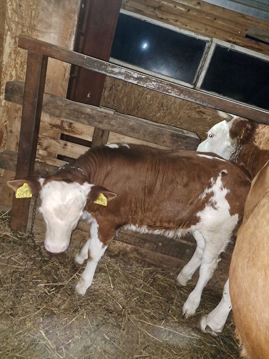 Vand o vitea de 2 luni