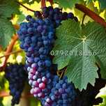 Struguri de vin recolta 2025