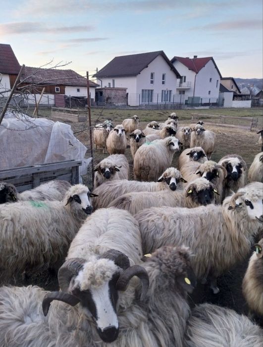 Oi tinere frumoase doresc sa isi  schimbe stăpânul 43 de bucati