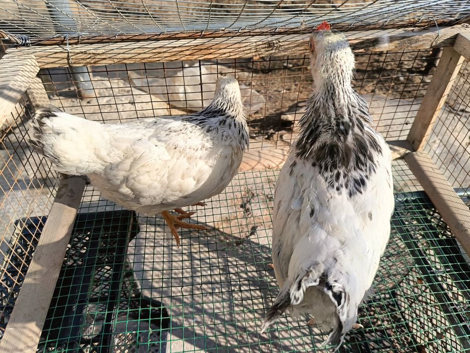 Адлер жўжалар сотилади 1+1