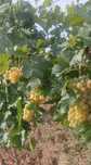 Struguri Muscat Ottonel