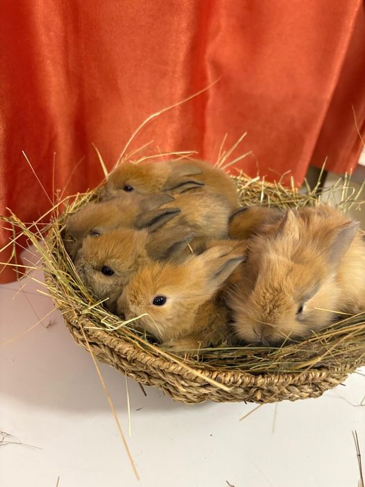 Iepuri cap de leu pitic colorați