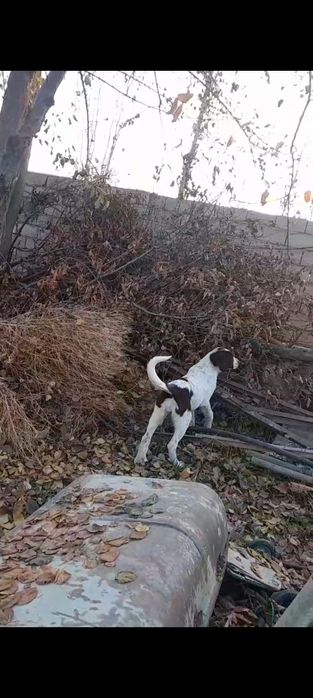Alabay kuchuk zotiga garantya 3 oylik