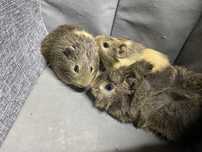 Porcusor de guineea