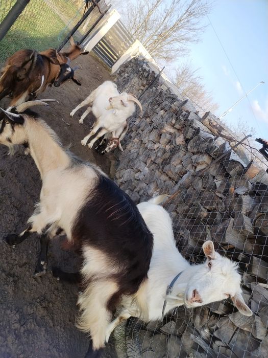 Vând capre.2 capre si 3 iede gestante  si un țap