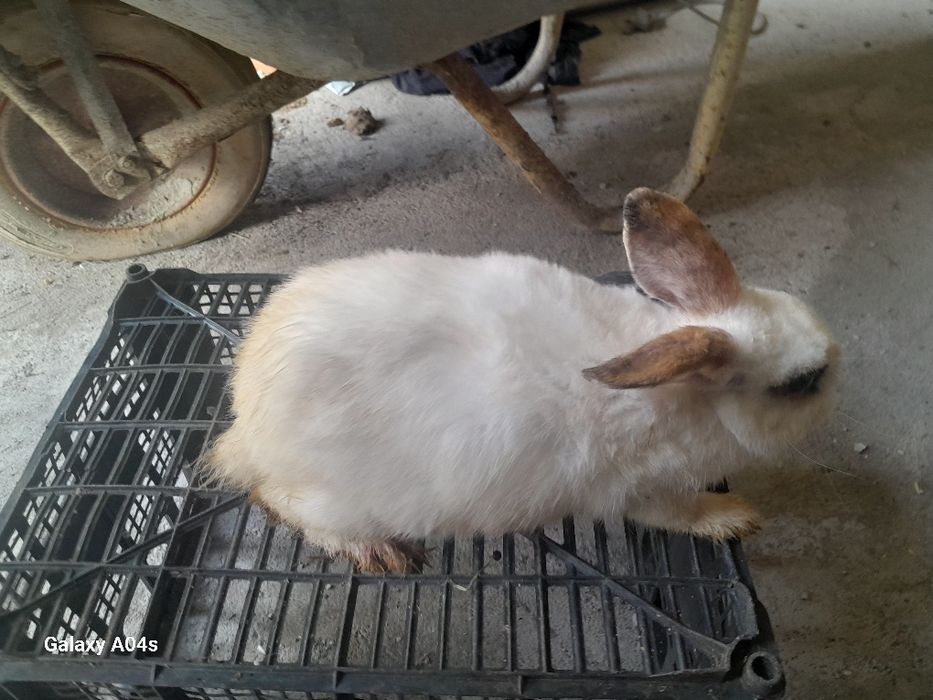 Vand trei iepuri rex pitic detali la nr de telefon