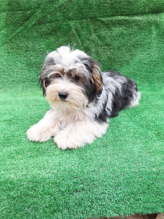 Бийвър йоркширски териер