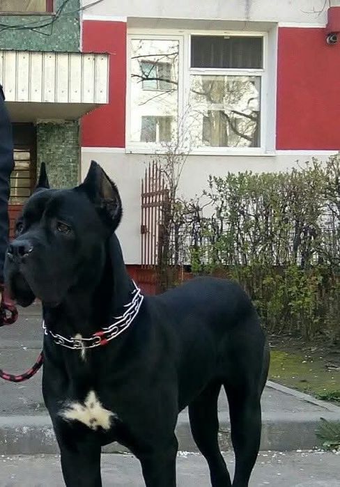 Cane corso de vânzare