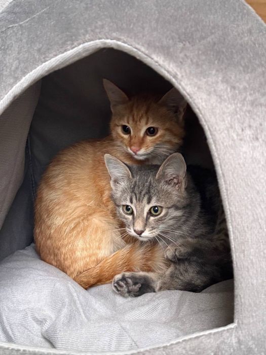 Эти милые котята ищут заботливых хозяев