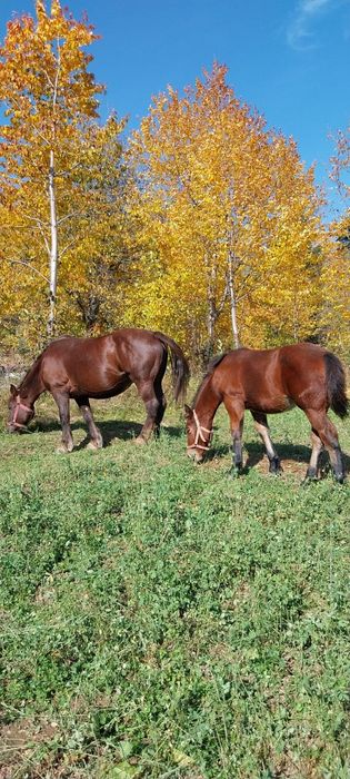Vând mânză de 5 luni