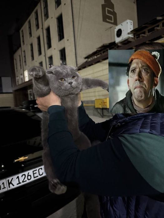 Продаётся вислоухий кот