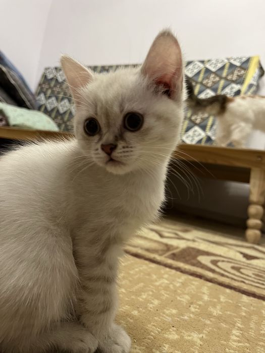 Отдам котят в хорошие руки