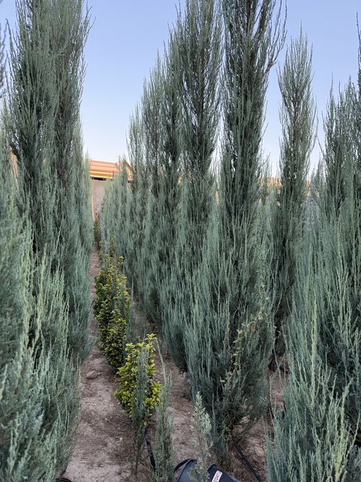 Skayroket majevelnik