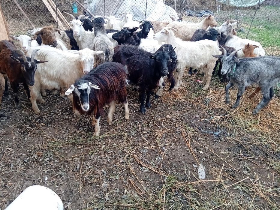 Capre tinere  21 un tap și 4 iede