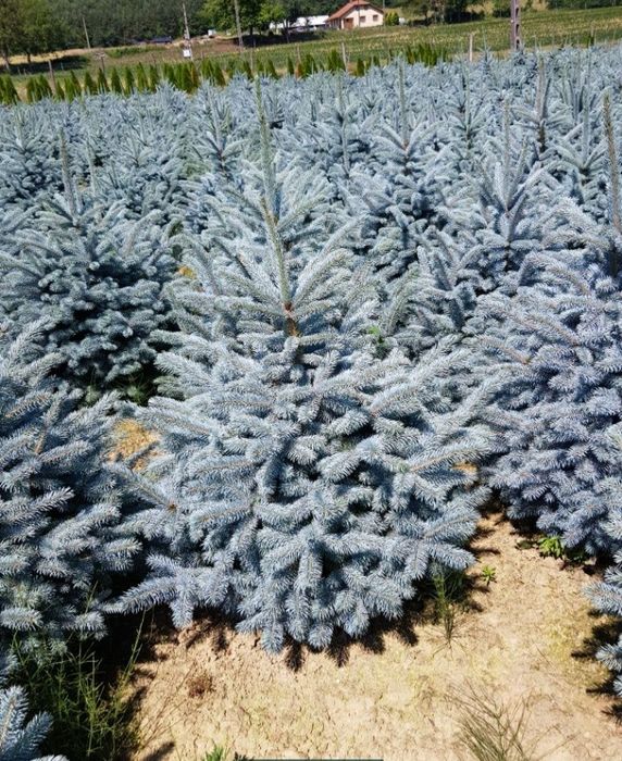 Brazi verzi sau argintiu