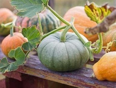 Продам дачную тыкву