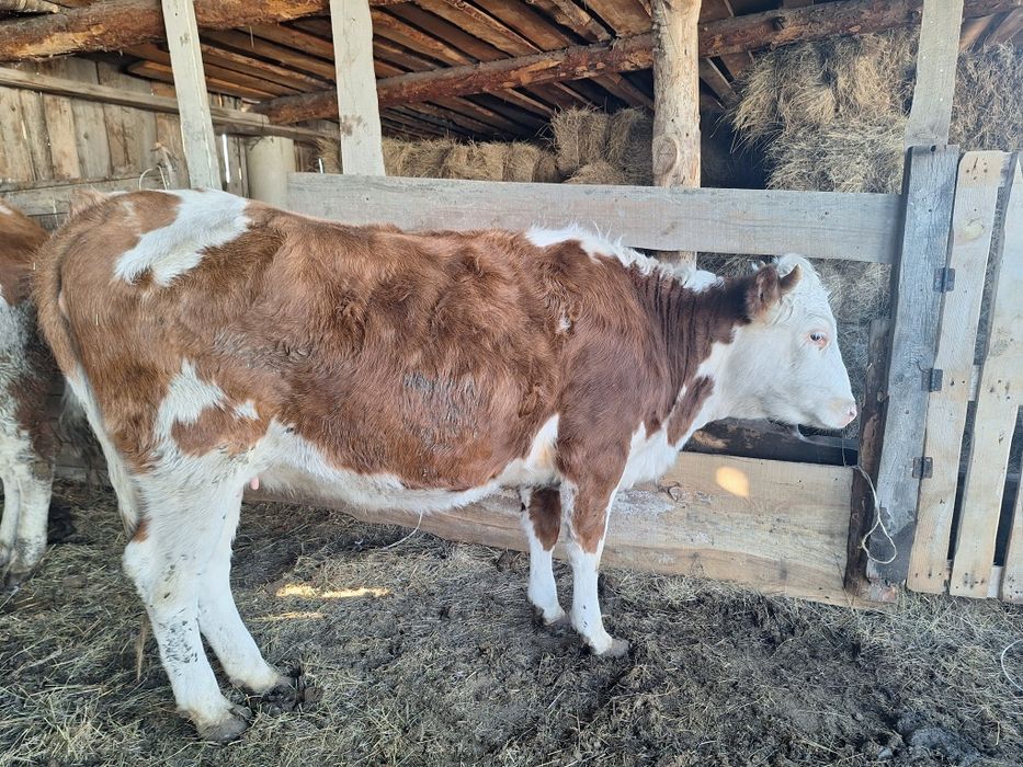 Продам телку 1,8