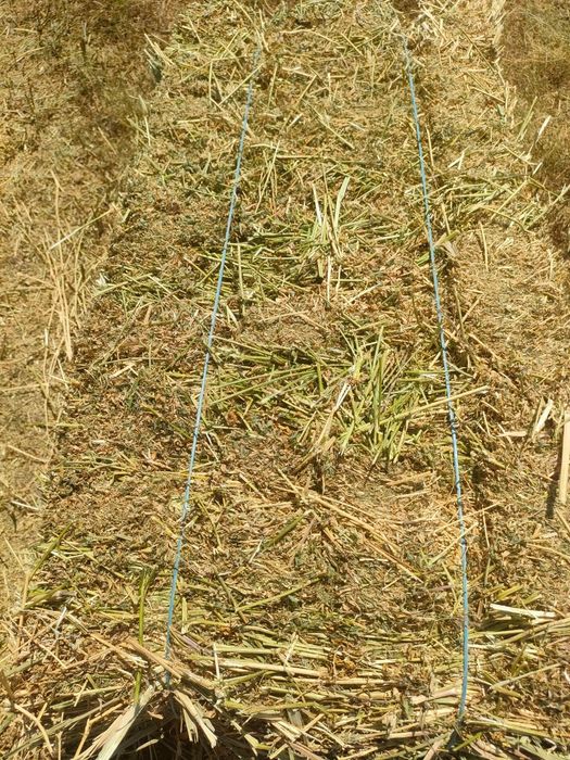 De vânzare baloți de lucernă, fân!Se asigura transport!