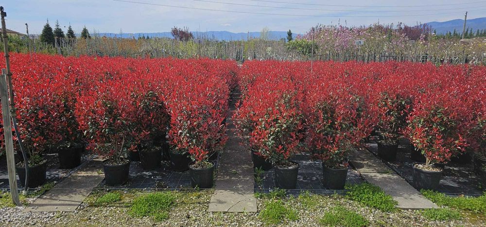 Photinia Red Robin' tufa sau pe tija