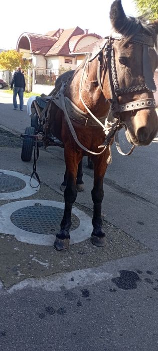 Animalele domestice cai