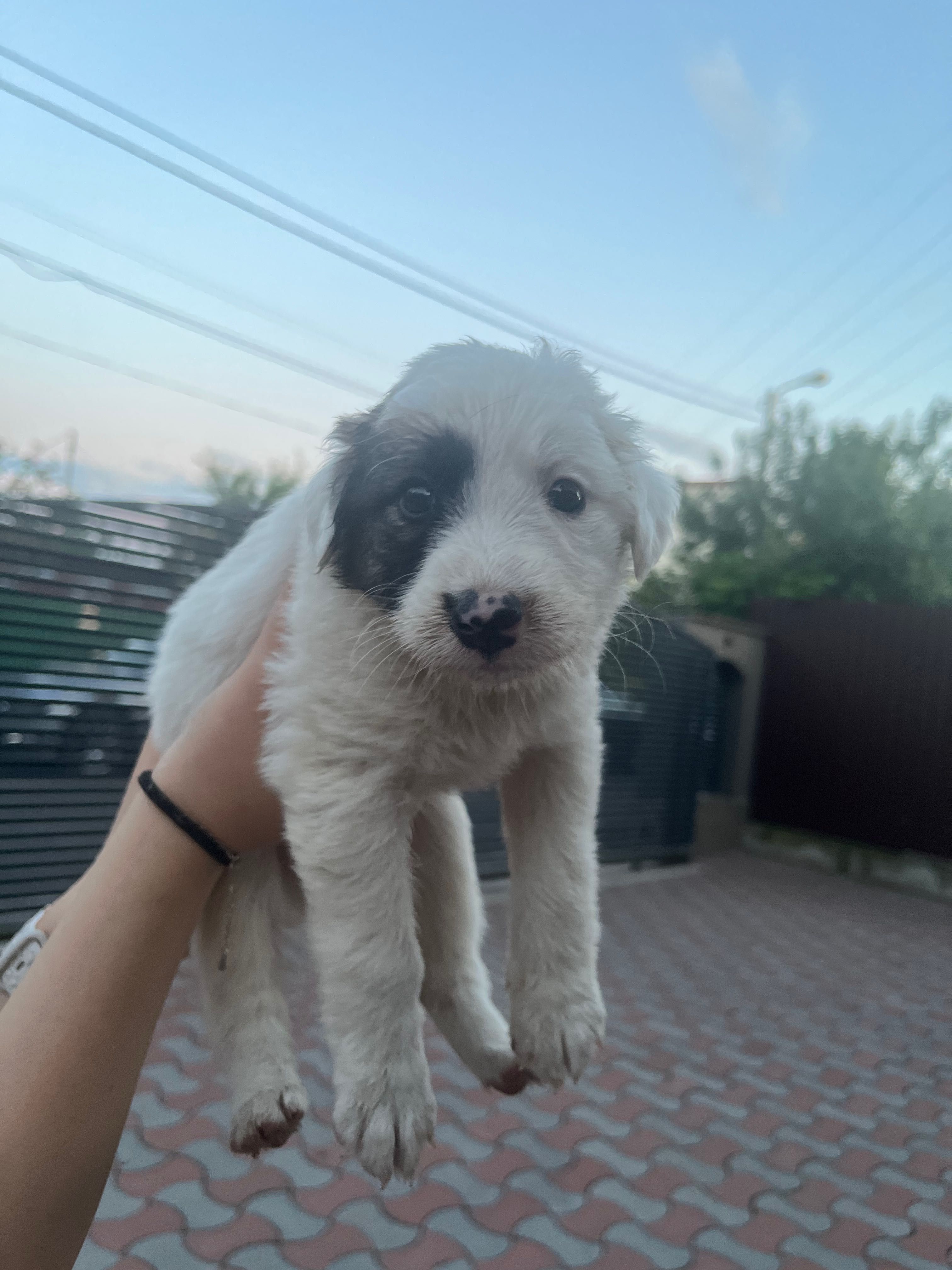 Catelusi adoptie