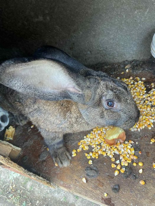 Iepuri uriași germani, și normali