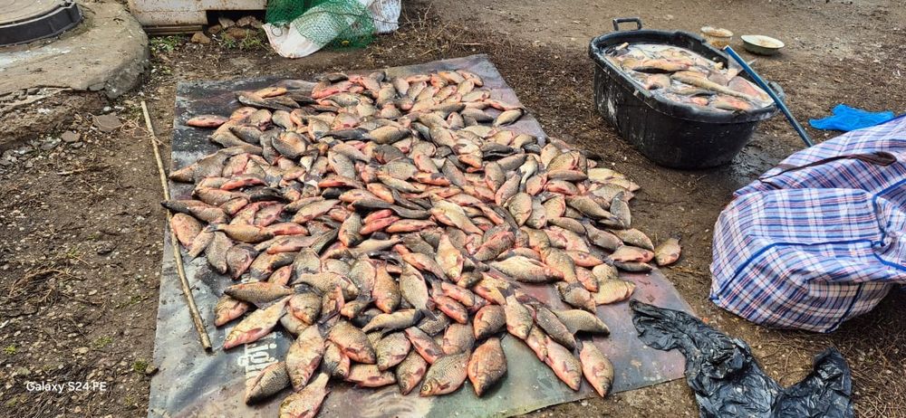 Продам живую рыбу.