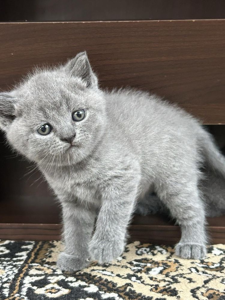 Британски котета