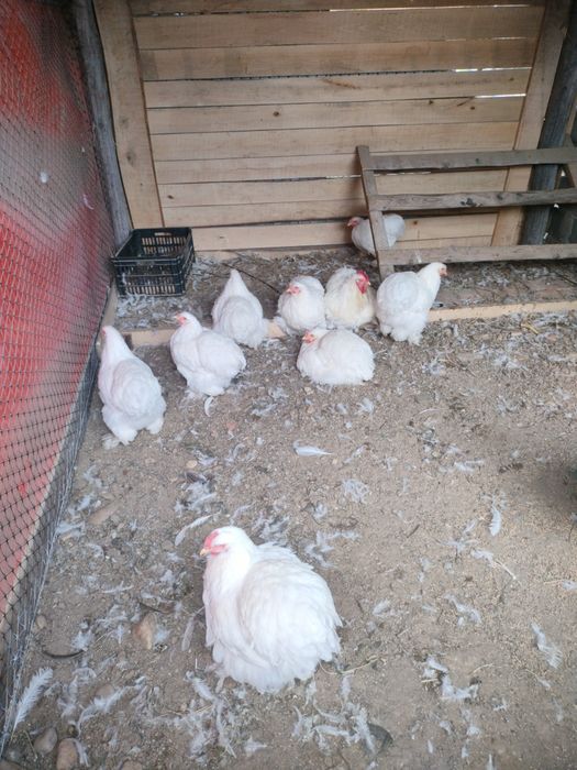 Cochinchina uriaș alb tineret!