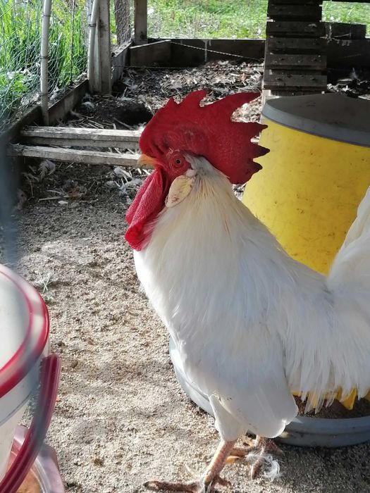 Петли Легхорн Бял, Сребърна Италянка и Ексченджр