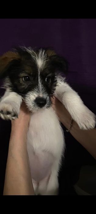 Щенятки привиты 2 мес