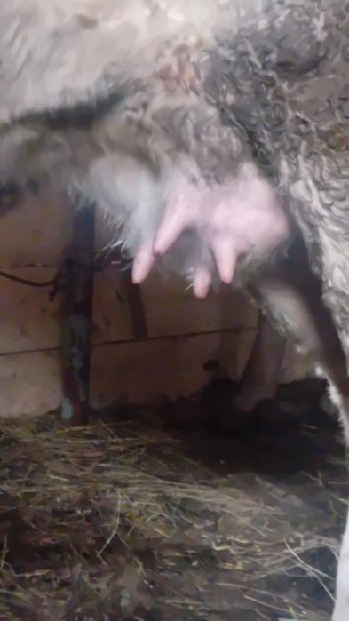 Vînd o juninca la prima fătare și o vacă de 6 ani