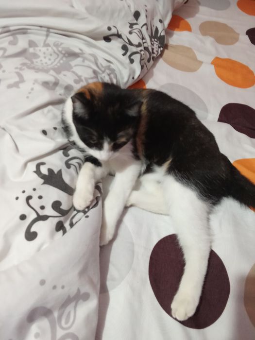 Donez pisici sterilizate