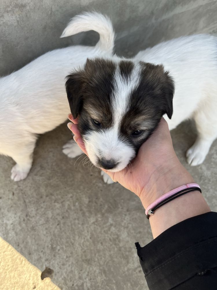 Cățeluși pentru adopție