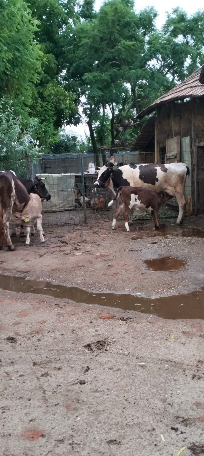 Vând doi viței un tăuraș și o vițea