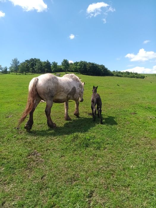 Manji de vânzare de 5 luni