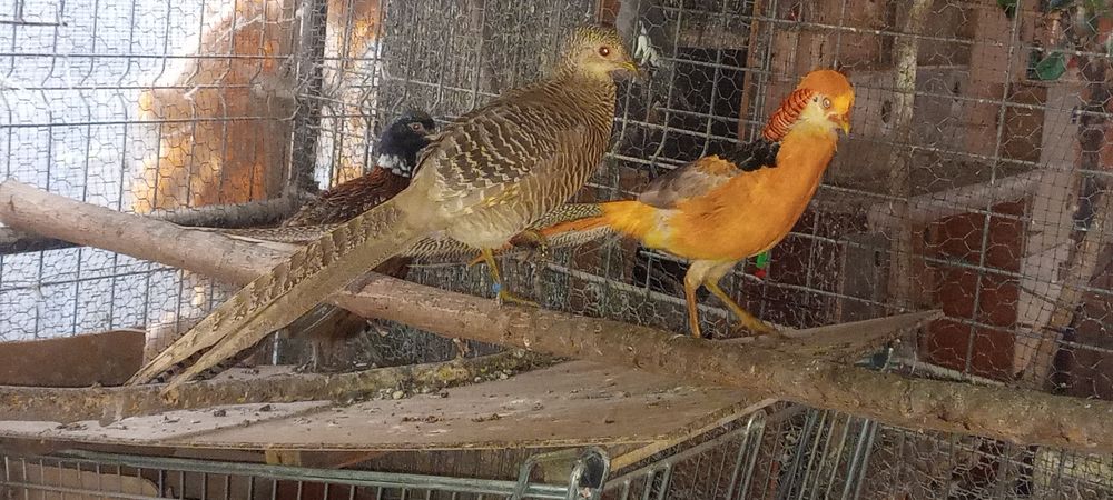 Fazani auri pe roșu,galben și comuni de anul trecut